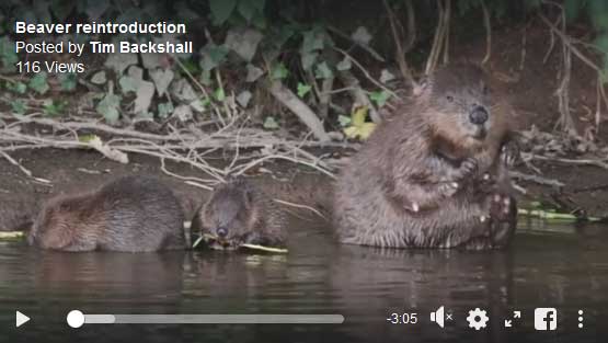 Beaver reintroduction Border TV piece
