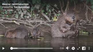Border TV Beaver piece